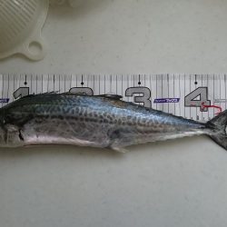 またまたサゴシ！