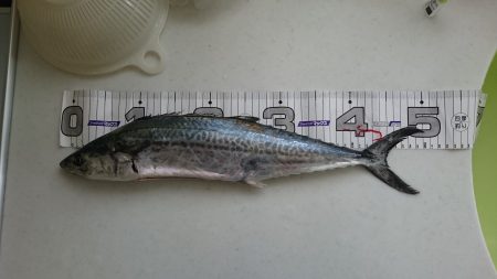 またまたサゴシ！