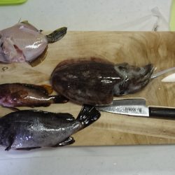 アオリイカ、コウイカ、メバル、ハギ、アコウ