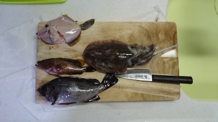 アオリイカ、コウイカ、メバル、ハギ、アコウ…