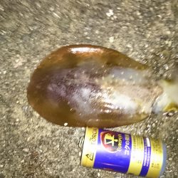 小さいアオリイカてごわい