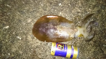 小さいアオリイカてごわい