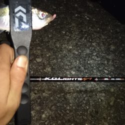 市内湾奥アジング