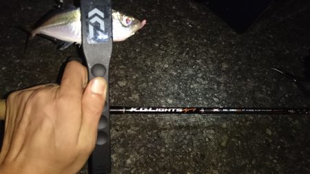 市内湾奥アジング