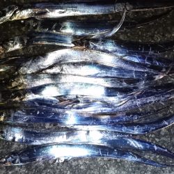 ワインドで太刀魚入れ食い！