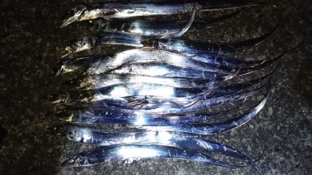 ワインドで太刀魚入れ食い！