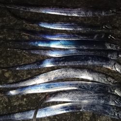 市内湾奥太刀魚狩り