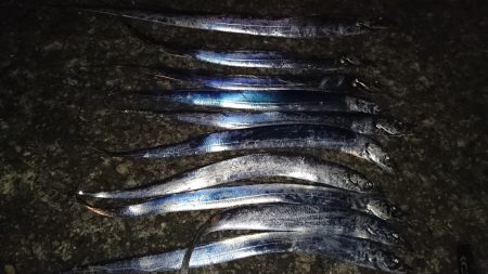 市内湾奥太刀魚狩り