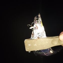 太刀魚好調継続中