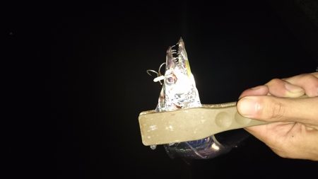 太刀魚好調継続中