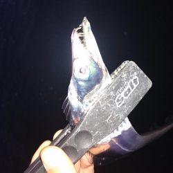 太刀魚ワインドで爆釣！