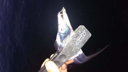 太刀魚ワインドで爆釣！