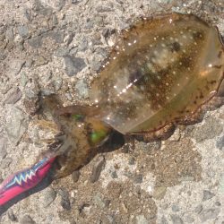 爆弾低気圧の影響大