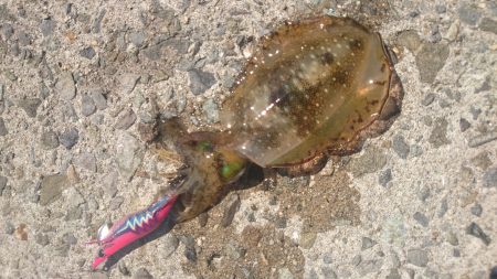 爆弾低気圧の影響大