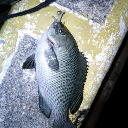 北公園アジング．．．の外道