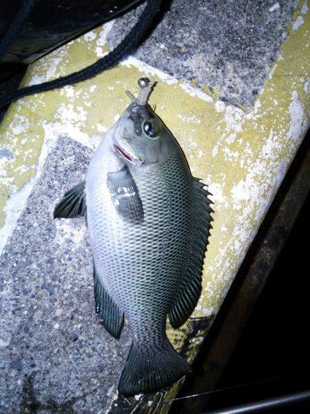 北公園アジング．．．の外道