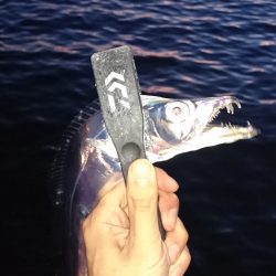 連日太刀魚絶好調！