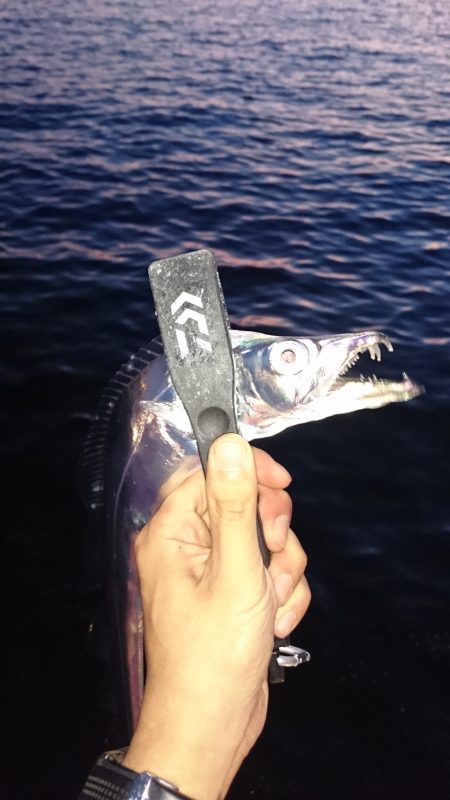 連日太刀魚絶好調！