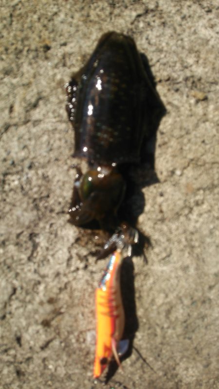 今日は休みか？