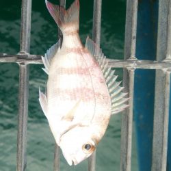 アジの活性は高かったが…