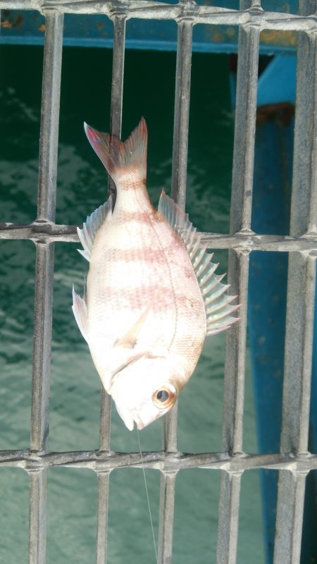 アジの活性は高かったが…