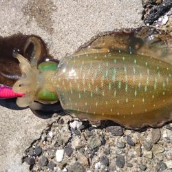 爆風の中エギング