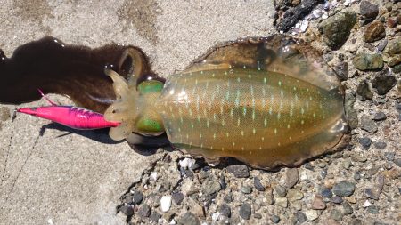 爆風の中エギング