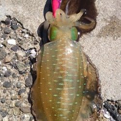 爆風の中エギング