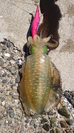 爆風の中エギング