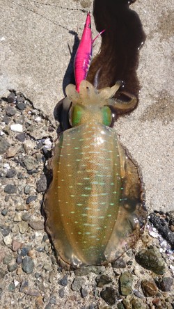 爆風の中エギング