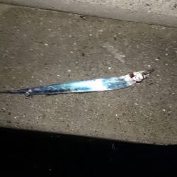 舞洲タチウオサーべリング