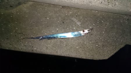 舞洲タチウオサーべリング