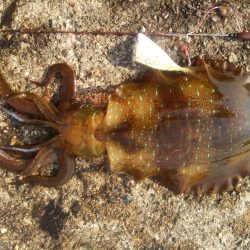 やっぱエサが強いか