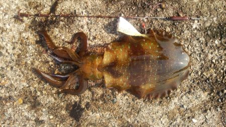 やっぱエサが強いか