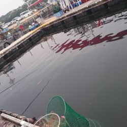海上釣り堀岬、またまた挑戦！