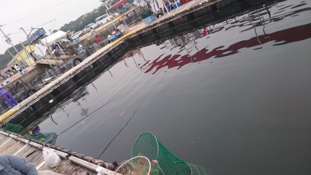 海上釣り堀岬、またまた挑戦！