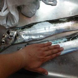 雨の中での釣果です。