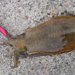 強風の中のエギング