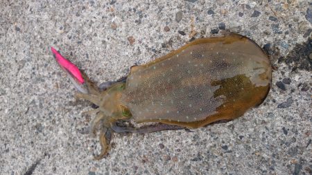 強風の中のエギング