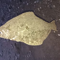 2回目のサーフジギング‼