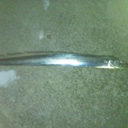 太刀魚ドラゴンへの道