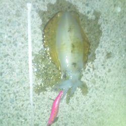 トンカツサイズ