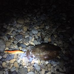 良型のコウイカ