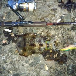 夕まずめラッシュ！！