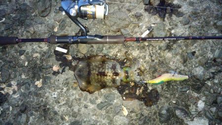 夕まずめラッシュ！！