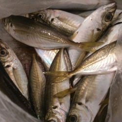 サビキでアジ