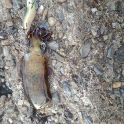 朝マズメラッシュ！！