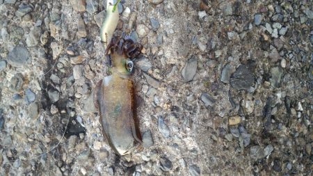 朝マズメラッシュ！！