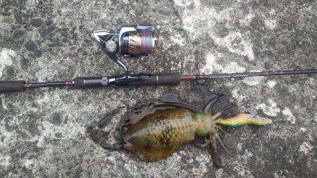 エギングを満喫