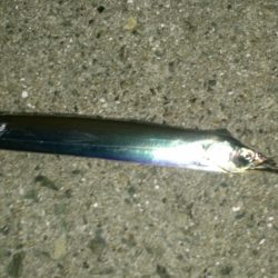 ワインド太刀魚